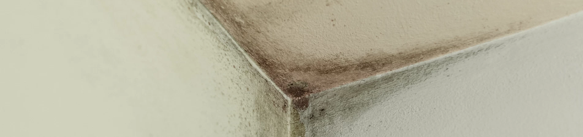 ¿Hongos en las paredes? Enséñale a tu cliente cómo solucionarlo