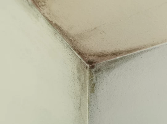 ¿Hongos en las paredes? Enséñale a tu cliente cómo solucionarlo